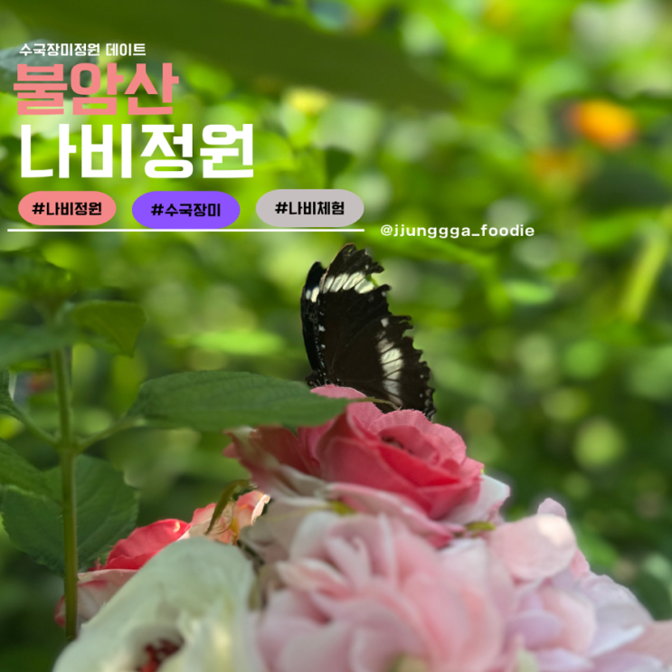  아이와 함께하기좋은 서울 불암산나비정원 수국장미정원