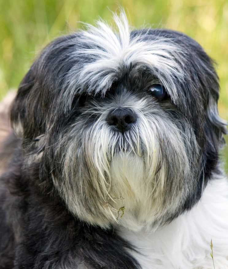  티베탄 테리어 Tibetan Terrier 든든한 가족이 되어주는 반려견