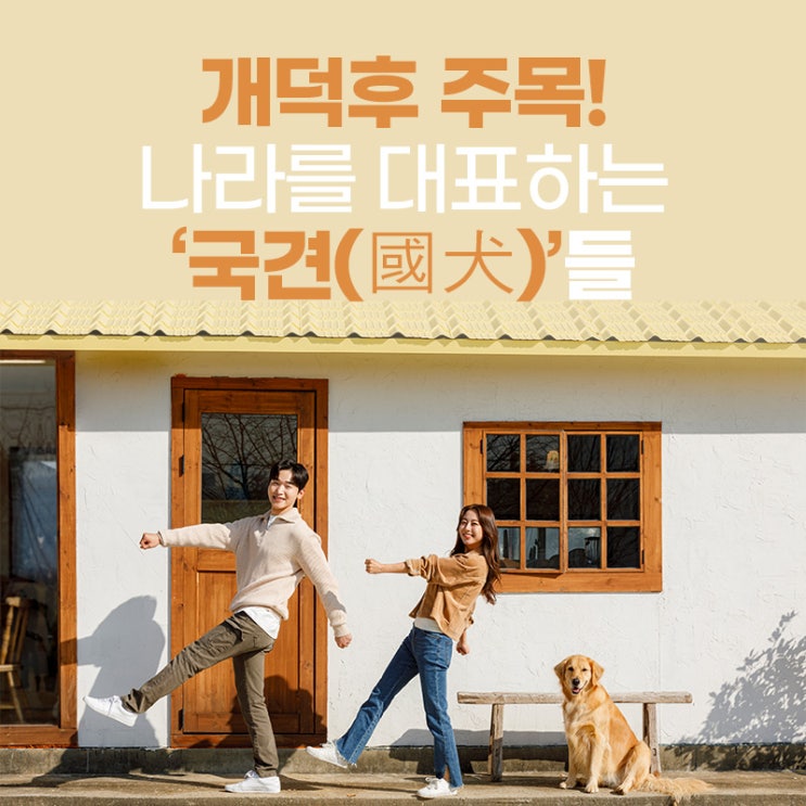 [애견] 개덕후 주목! 나라를 대표하는 ‘국견(國犬)’들