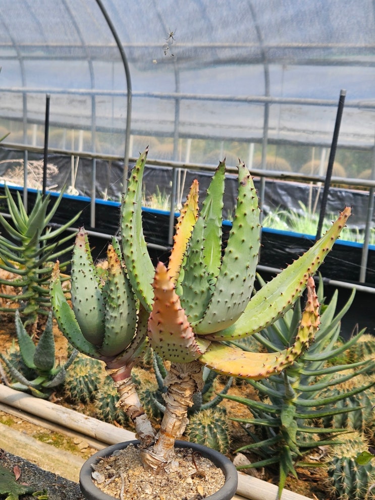  [알로에] 페록스(Aloe ferox) 키우기