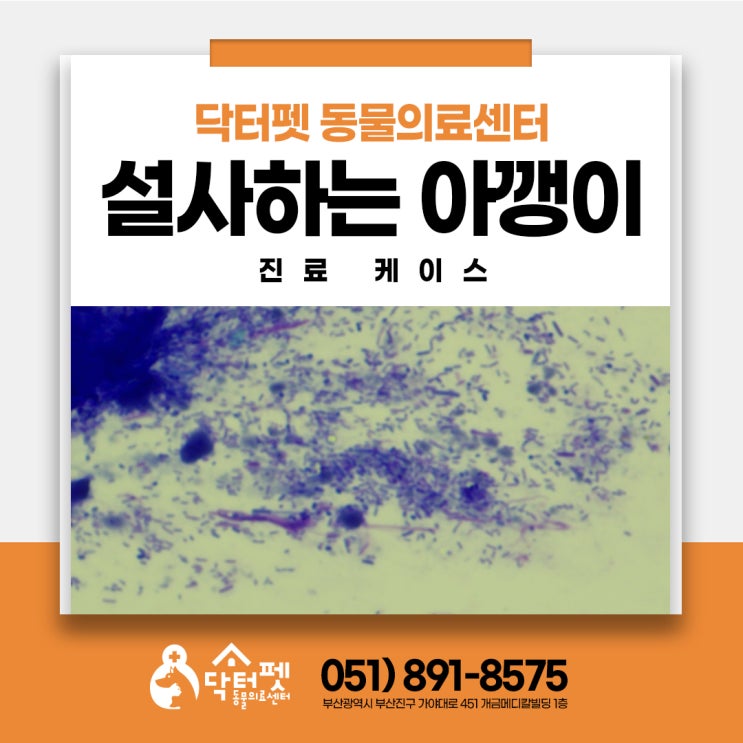  설사하는 아깽이 부산 고양이 잘보는 24시 동물병원