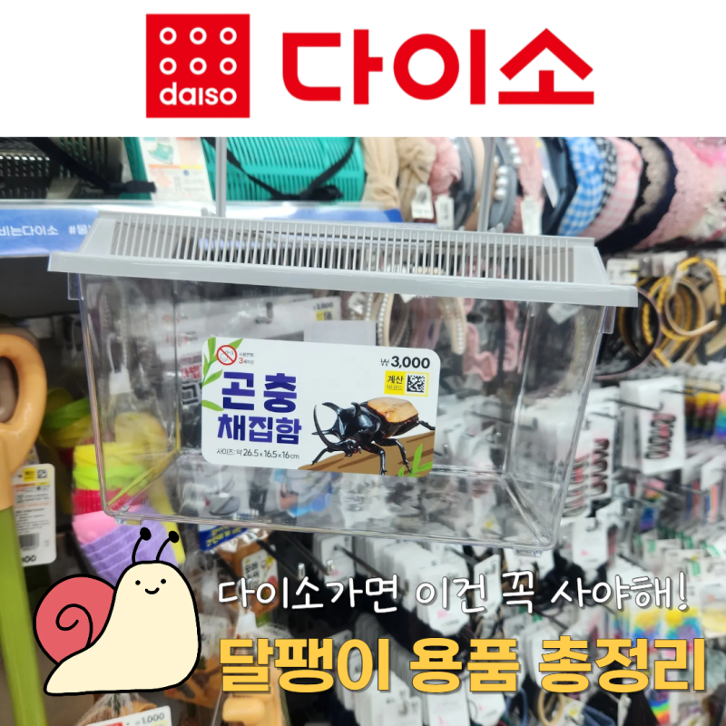다이소 달팽이 키우기 용품 총정리!