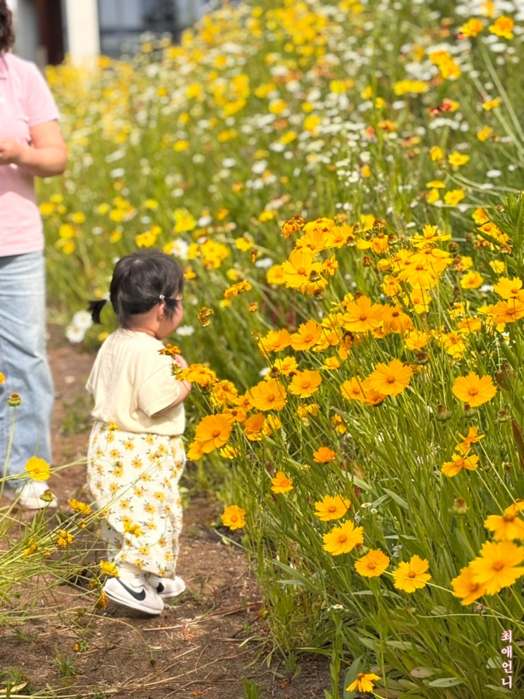  [용인 처인구카페] 아이와 함께 금계국이 활짝 핀 용인에서 찾은 분위기 좋은 카페, 칼리오페