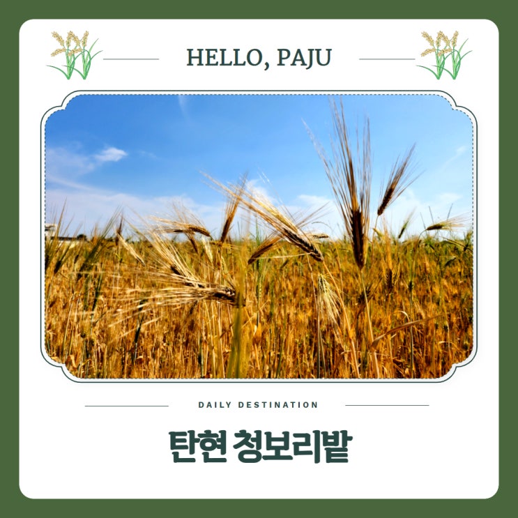  6월 가볼만한곳 파주산책코스 탄현 청보리밭 위치 주차 쓰리고축제