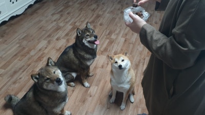 사진 4