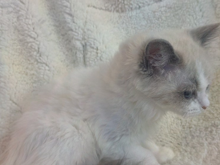  [강아지리뷰] 도그마루 강아지고양이 청주점, 청주강아지무료분양으로 특별한 인연을 시작하세요!