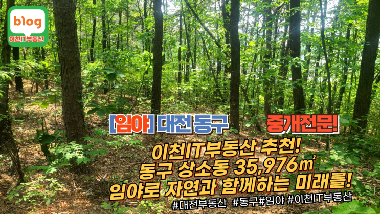  대전시 상소동 임야매매! 35,976 자연림, 미래 가치를 위해 투자처