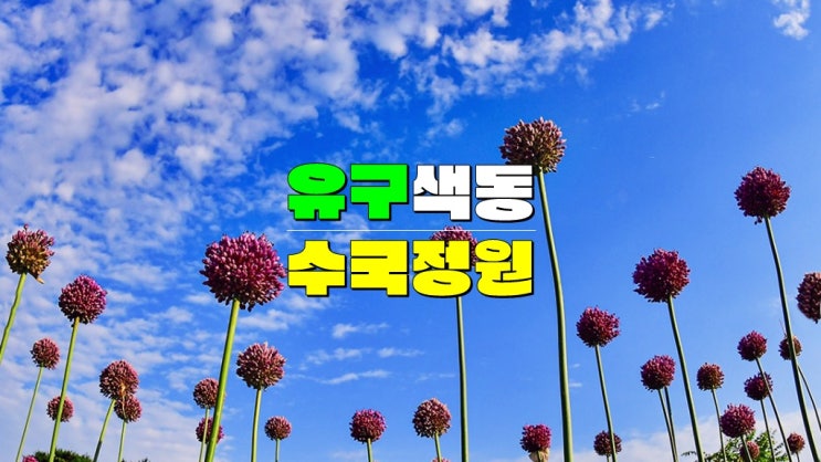 충남 6월 꽃축제 가볼만한곳 · 공주 유구색동수국정원 수국 축제 기본정보 기간 개화 상태 충남 6월 꽃축제 가볼만한곳 · 공주 유구색동수국정원 수국 축제 기본정보 기간 개화 상태