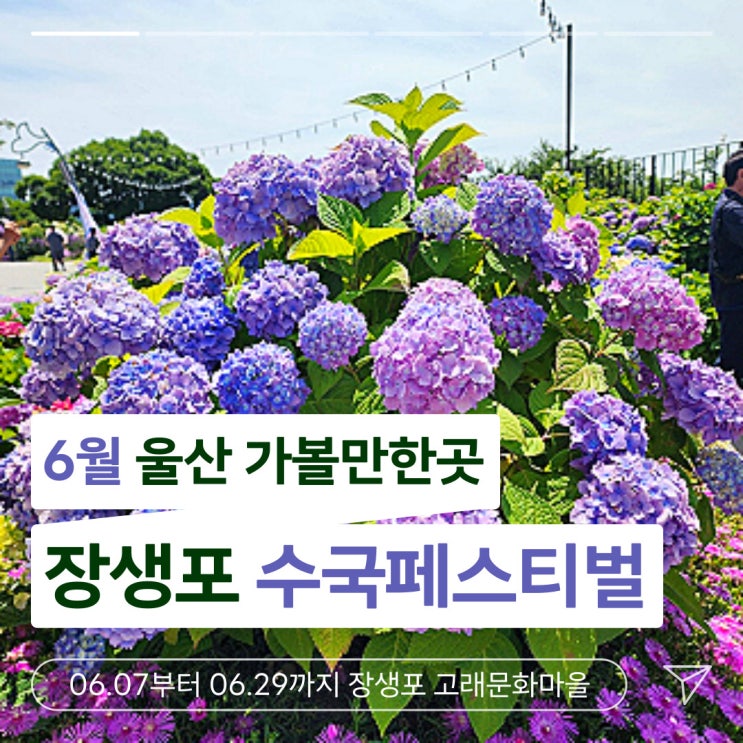  6월 울산가볼만한곳 장생포 수국축제 페스티벌 고래마을 평일 방문 리뷰
