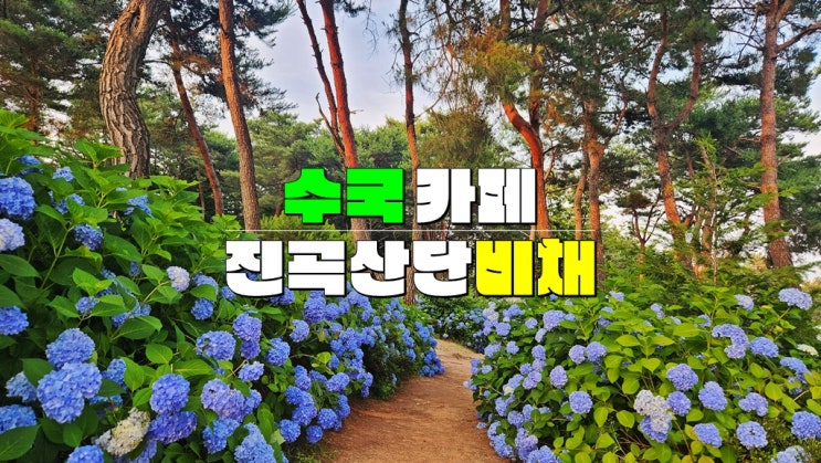 광주 광산구 가볼만한곳 · 비채카페 수국정원 맛집 (진곡산단 수국카페 6월 개화 상황) 광주 광산구 가볼만한곳 · 비채카페 수국정원 맛집 (진곡산단 수국카페 6월 개화 상황)