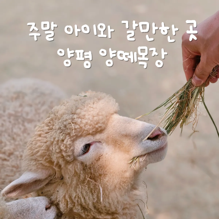 서울근교 당일치기 여행지 양평양떼목장 주말 아이와 갈만한곳 추천 서울근교 당일치기 여행지 양평양떼목장 주말 아이와 갈만한곳 추천