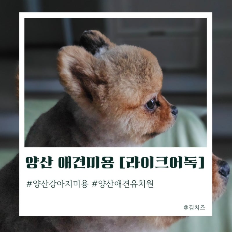 사진 2