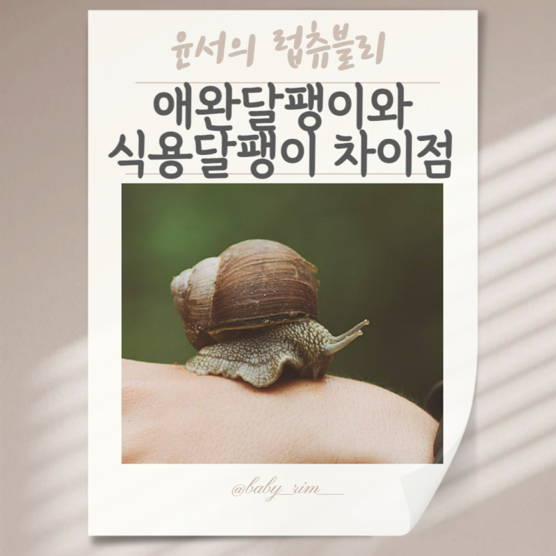 애완달팽이키우기: 식용달팽이와 차이점과 키우기 전 알아야할 점들
