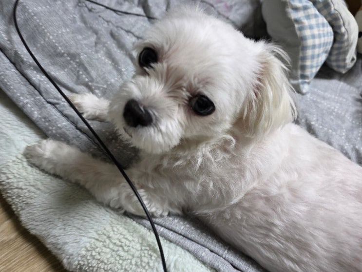  블로그 댓글 제한