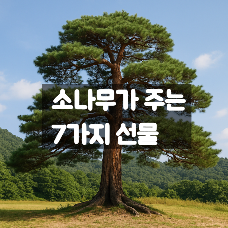  소나무의 7가지 부위별 건강 효능 총정리