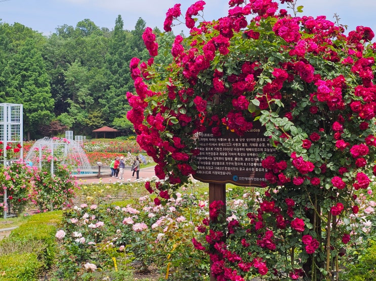 인천 시화(市花)의 매력! 인천대공원 장미원, 6월에 가야 진짜 향기를 만난다