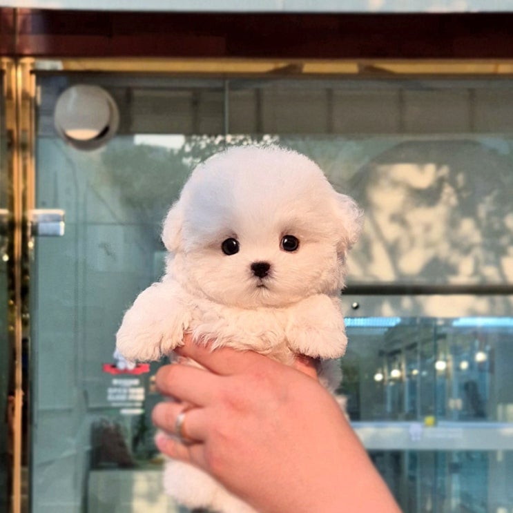  청주애견분양,애견샵 찐 후기, 친척소개로 방문한 프리미엄샵