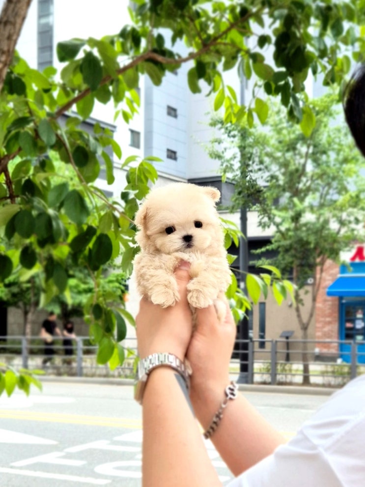  당진강아지분양, 부모님께서 키울 작고 예쁜 아기강아지 분양 후기
