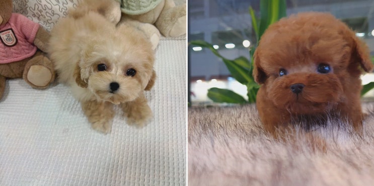  [아이러브독 강아지분양 부천점] 부천에서 건강한 강아지 분양, 믿을 수 있는 선택 - 부천강아지분양