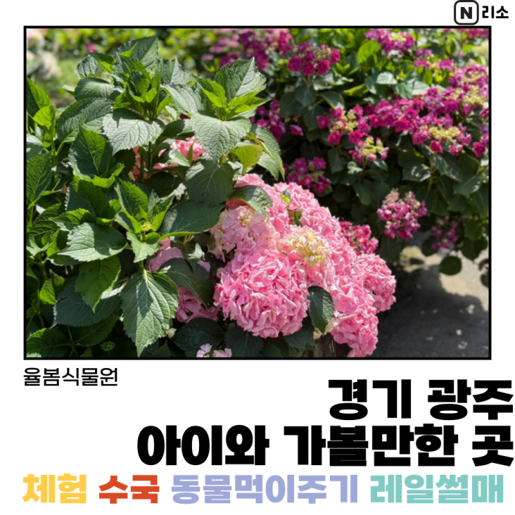  경기 광주 율봄식물원 수국 동물먹이주기 토마토체험 아이랑 놀거리