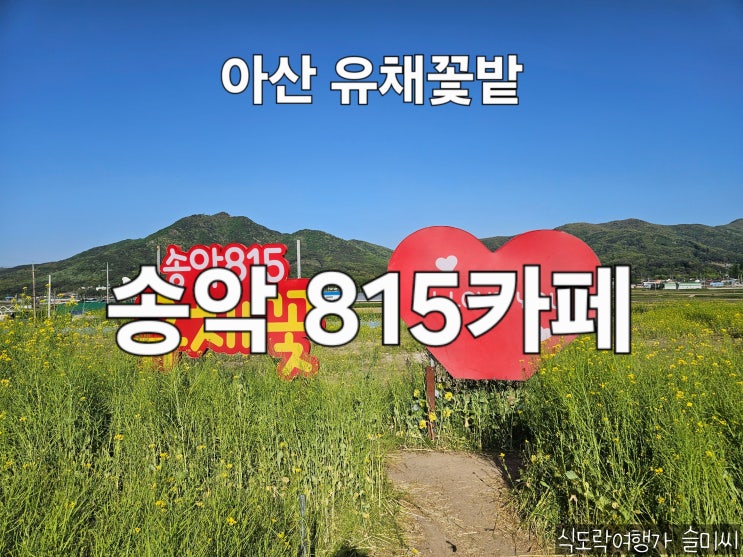  충남 아산 데이트 코스 가볼 만한 곳 유채꽃밭 송악 815 카페
