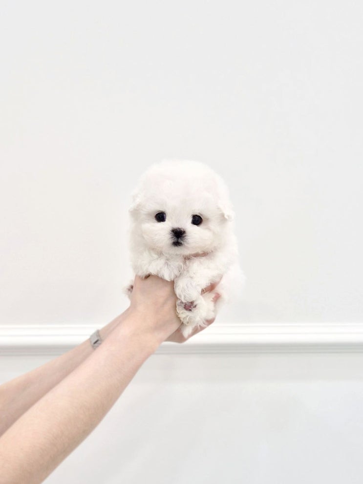  예산 서산 애견분양, 강아지를 데려온지 4개월 할머니와 함께 키우는 소형견분양 후기