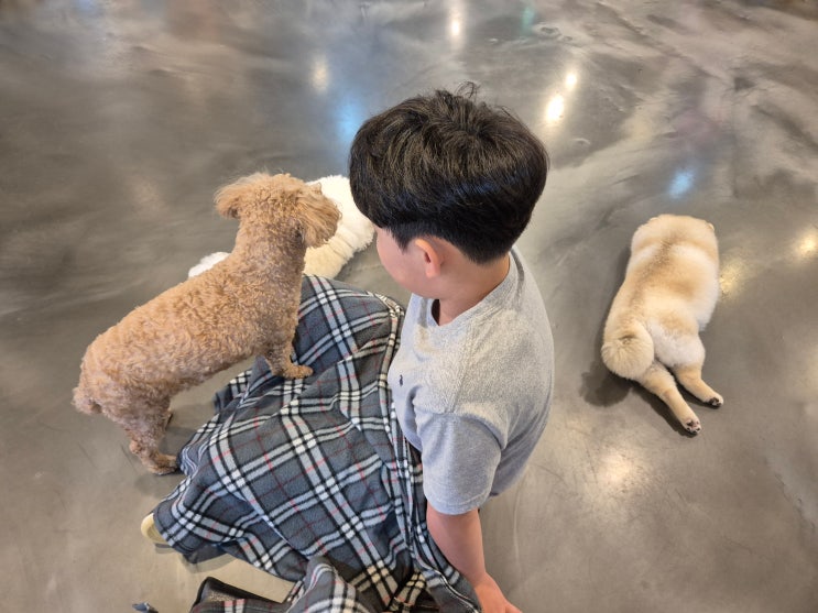  김포 애견카페 구래동 카페몽몽 방문 후기