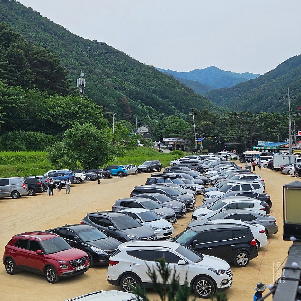 그리너리 복숭아빙수점 사진 3