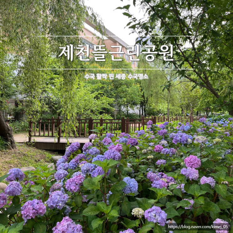  세종 수국 명소 제천뜰근린공원 가는 길 주차