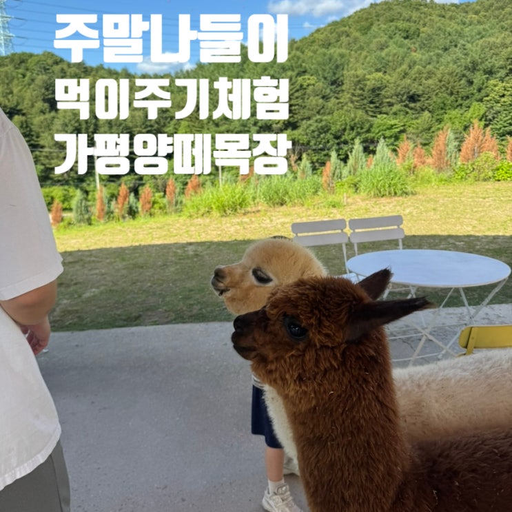  [가평] 양떼목장 카페 / 썰매 36개월 미만 아이와 솔직 후기