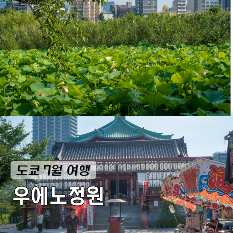  도쿄 여름 7월 여행 날씨 우에노공원 시노바즈 연못