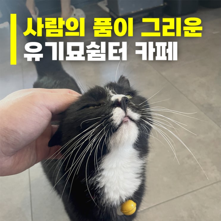  인천 송도유원지에 있는 유기묘카페, '마마스캣카페'에 다녀왔어요 (+주차정보)