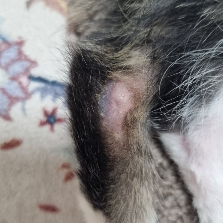  고양이 링웜 병원비  치료기간, 집사가 겪은 리얼 후기