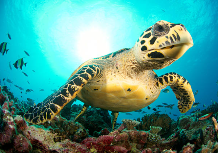 세계 바다거북의 날(World Sea Turtle Day) 매년 6월 16일
