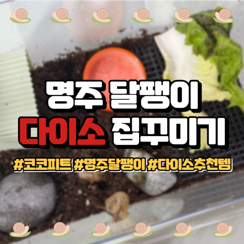 명주 달팽이 키우기 다이소 집 꾸미기 추천템 (흙, 채집통 추천)