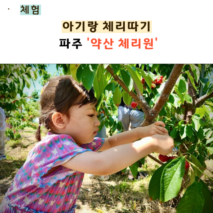  약산체리원 아기랑 파주 체리따기체험