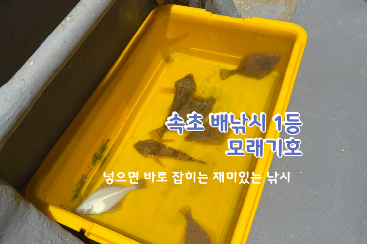  속초배낚시체험 모래기호 – 초보도 가자미 대성공! 가족과 함께한 힐링 낚시 여행