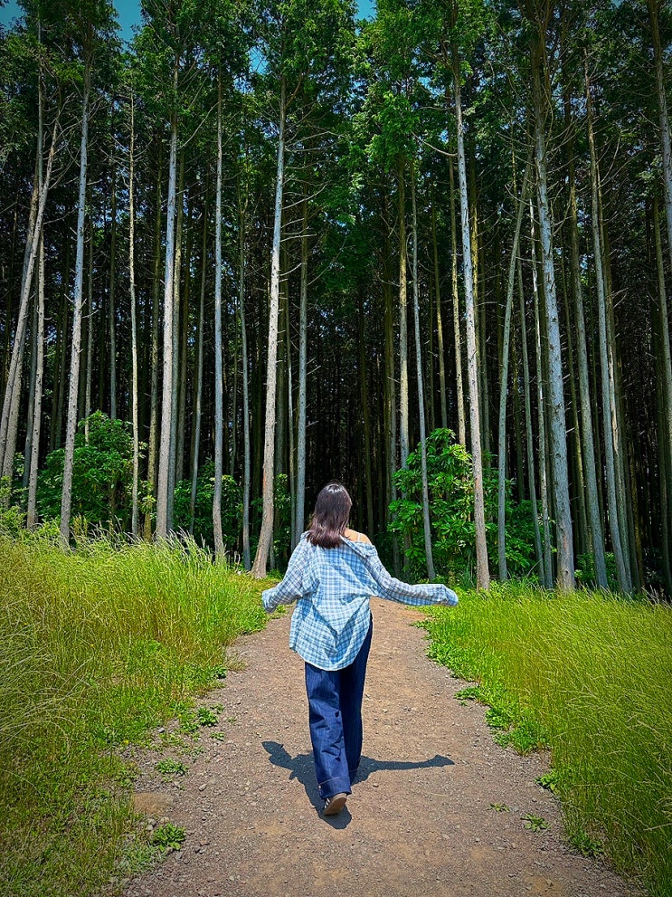  6월 제주도 가볼 만한 곳 비밀의 숲 제주 입장료, 이용 시간