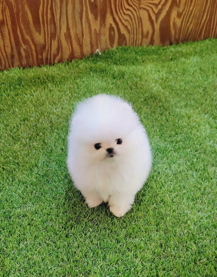  가족과 함께 할 사랑스러운 강아지를 찾고 싶다면, 인천강아지분양 아이러브독 인천점