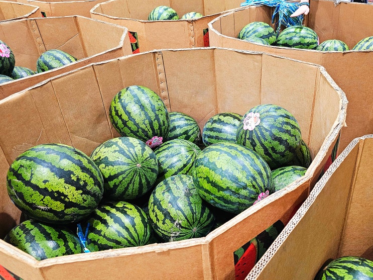 코스트코 수박, 꼭지 없어도 꿀맛 보장! 실패 없이 고르는 비법
