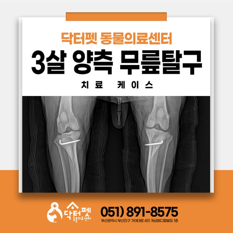  양측 슬개골 탈구 수술 케이스 3살 푸들 부산 2호선 강아지 정형외과 동물병원