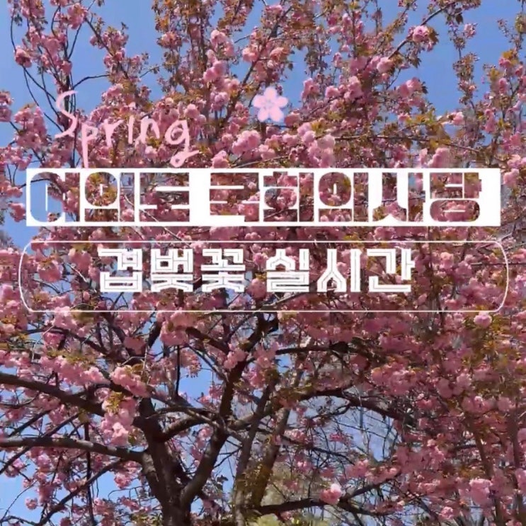  25년 4월 여의도 국회의사당 국회 사랑재 겹벚꽃 개화 실시간 (만개 시기 예상)