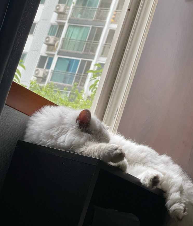  길냥이 삼색이와 아기고양이