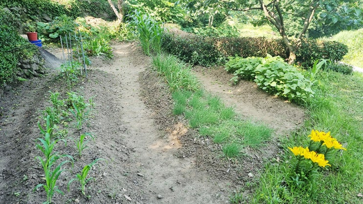 텃밭 이야기2