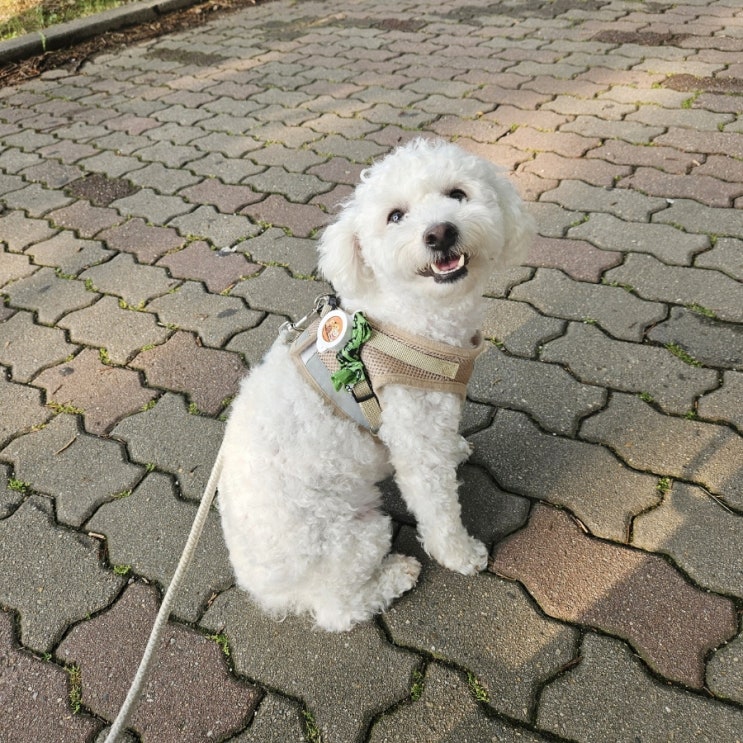 광주 첨단 원더풀꽈배기 도너츠/강아지산책