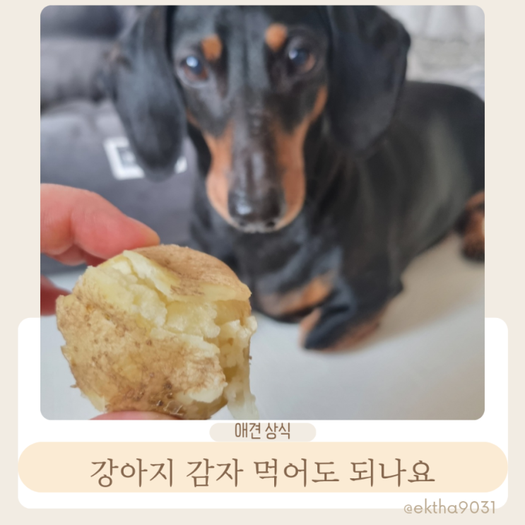  강아지 찐감자 삶은감자 급여 여부 주의 사항까지