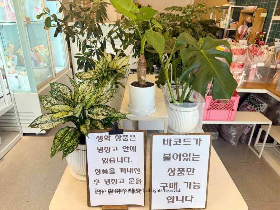 블루데이지 사진 4
