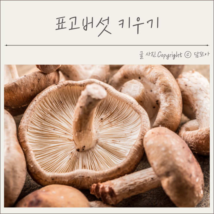  집에서 표고버섯 키우기 표고버섯 효능