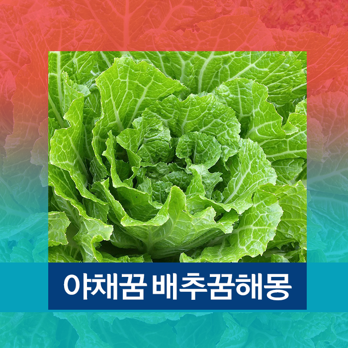 야채꿈해석 양배추 배추 무꿈해몽