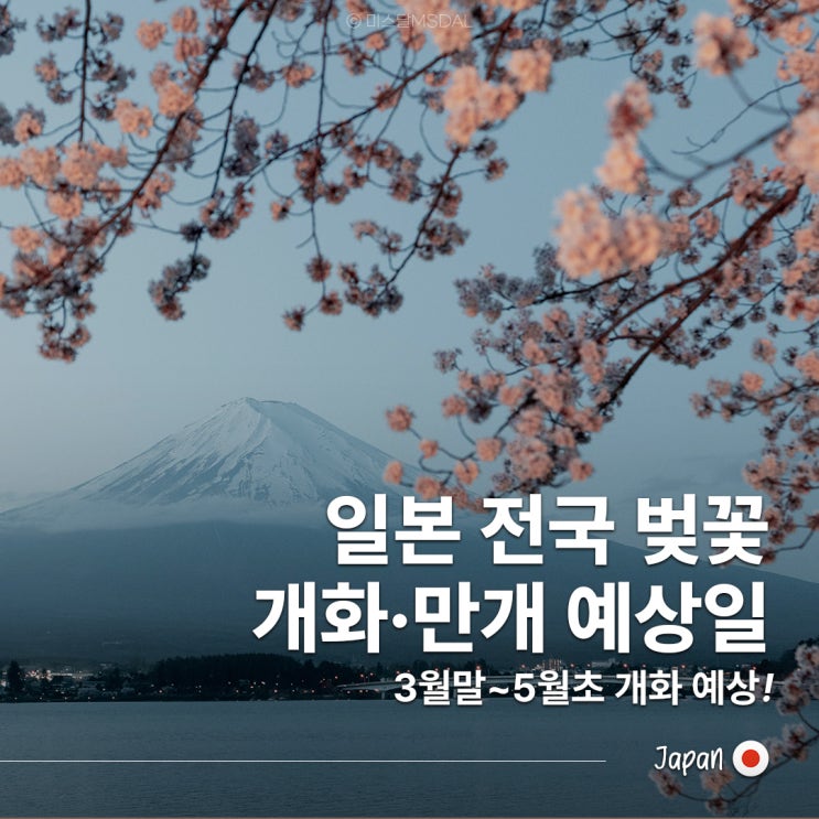  2025 일본 지역별 벚꽃 개화 시기 : 3월말 5월초 및 후쿠오카 오사카 도쿄 삿포로 벚꽃 명소